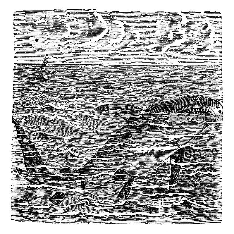 大白鲨(Carcharodon Carcharias) - 19世纪